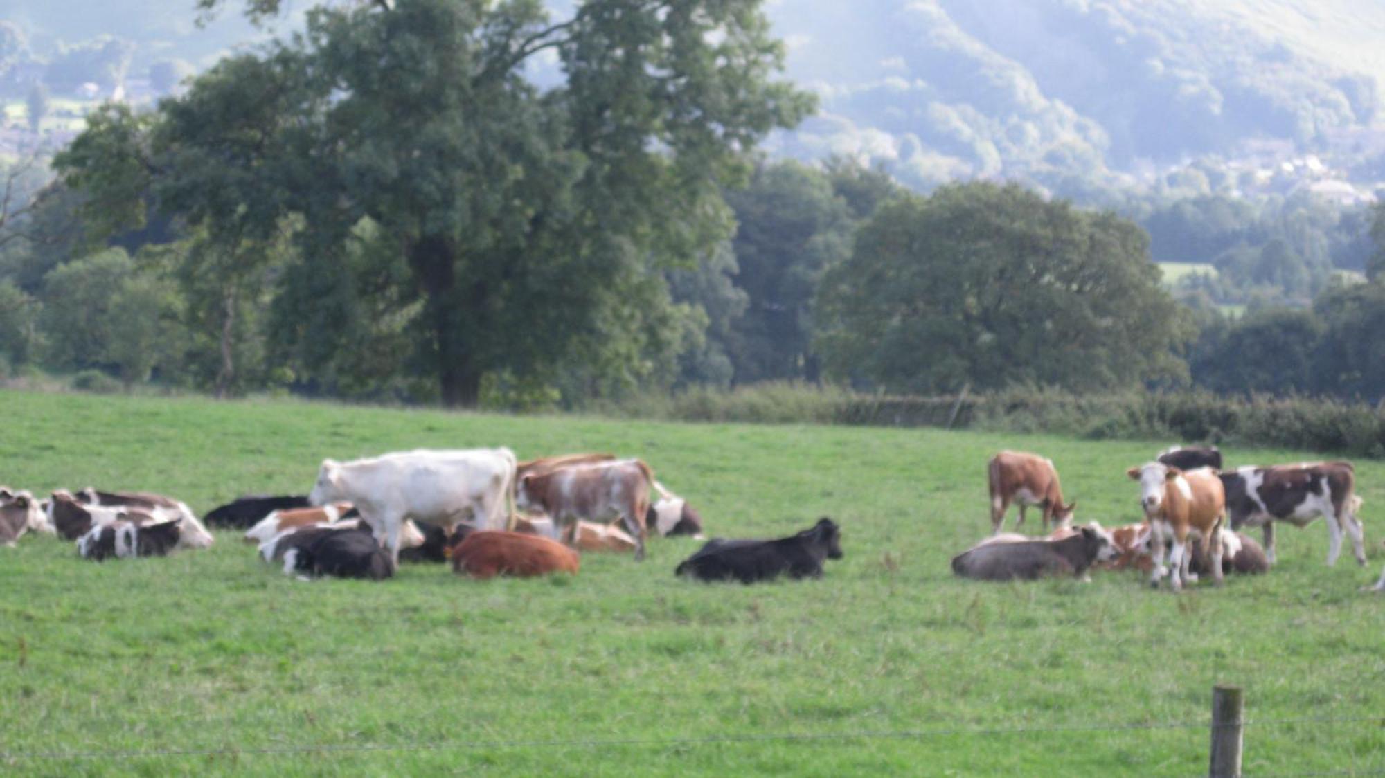 Riding House Farm Cottages Каслтон Экстерьер фото