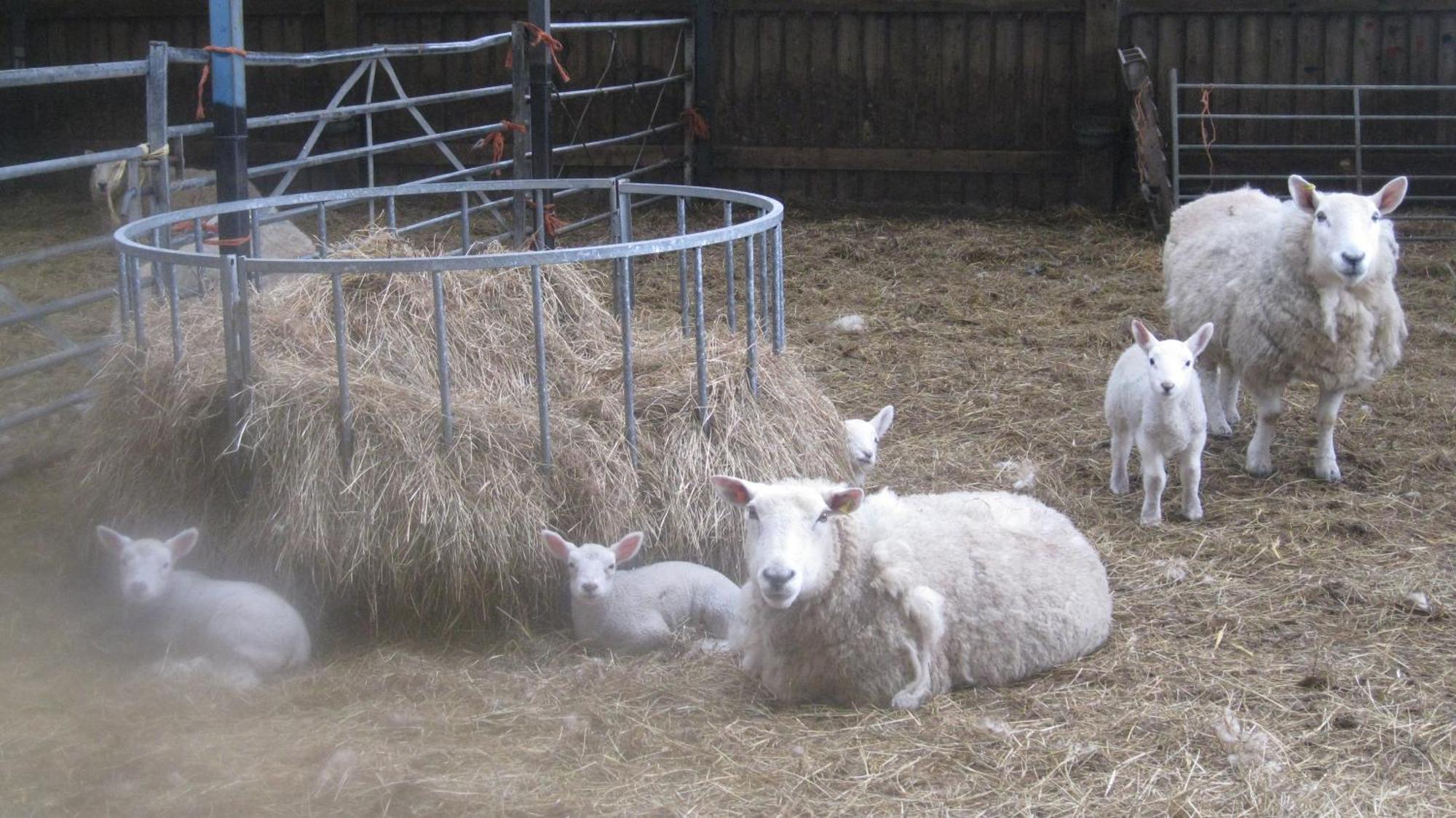 Riding House Farm Cottages Каслтон Экстерьер фото